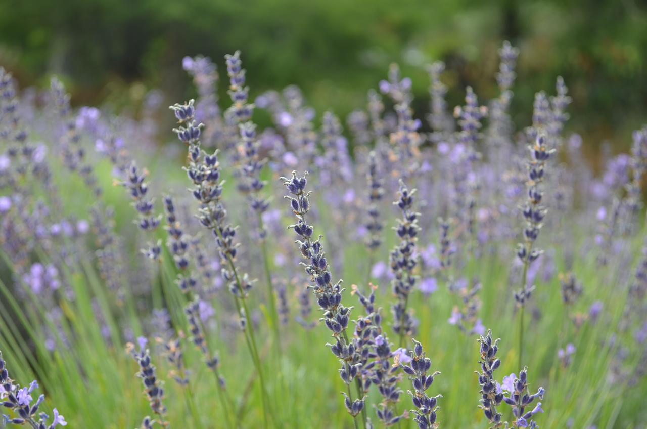 Bed and Breakfast Lavender Hill Riverhead Екстер'єр фото