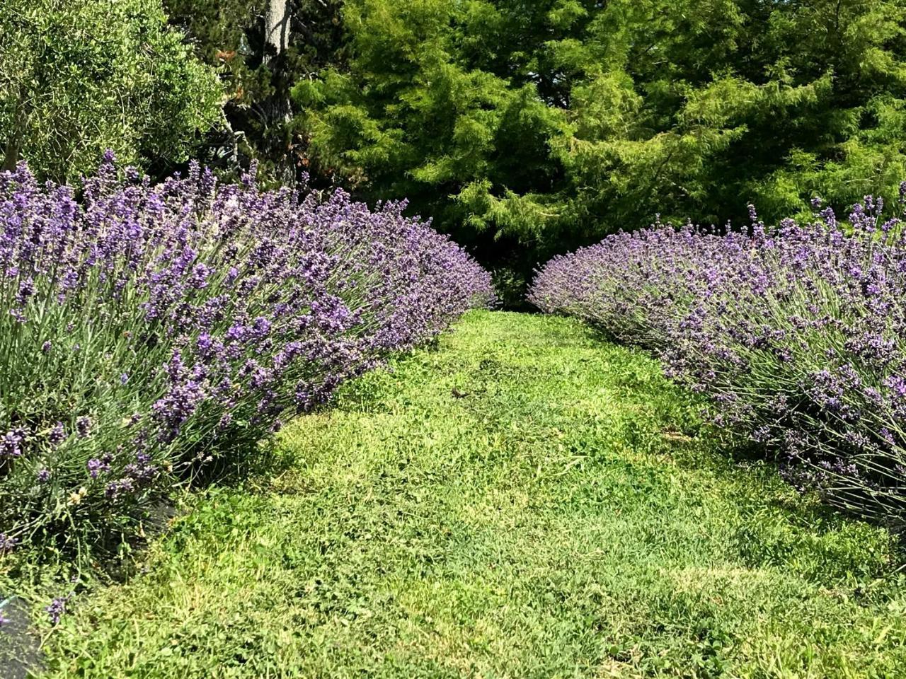 Bed and Breakfast Lavender Hill Riverhead Екстер'єр фото